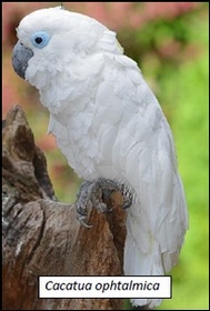 cacatua ophtalmica