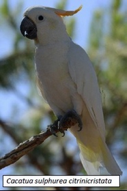 cacatua sulphurea citrinicristata