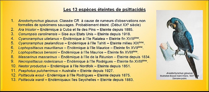 Espèces éteintes psittacidés