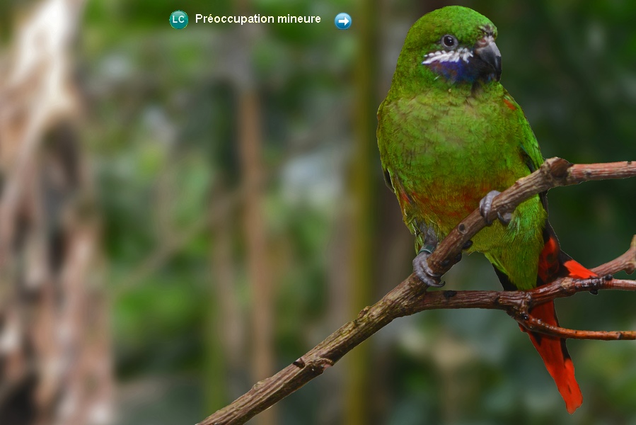 Oreopsittacus arfaki major ♀