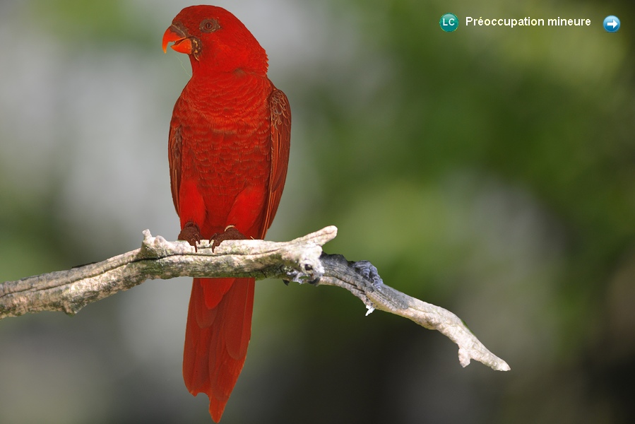 Pseudeos cardinalis