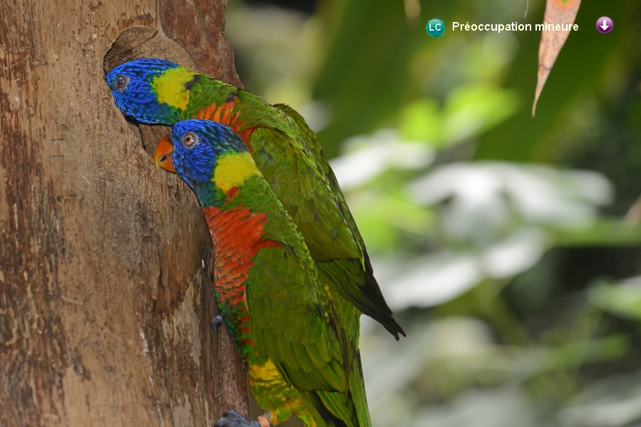 Trichoglossus haematodus caeruleiceps