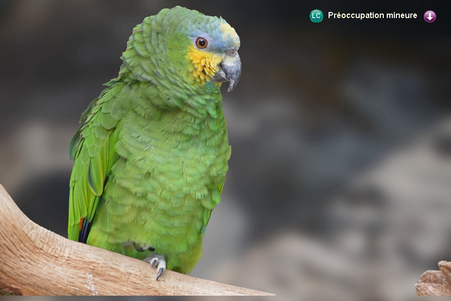 Amazona amazonica