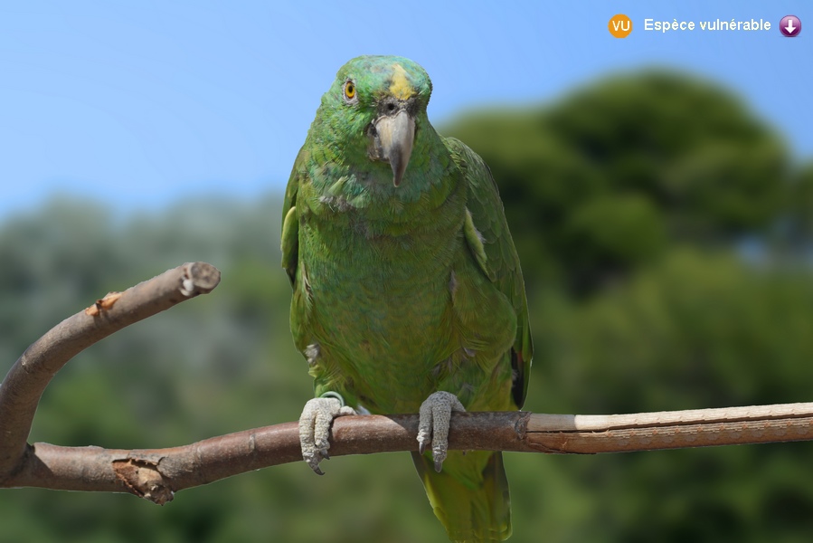 Amazona auropalliata caribaea