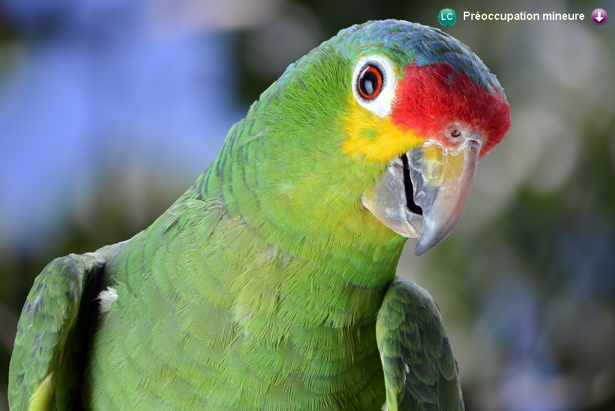 Amazona autumnalis autumnalis