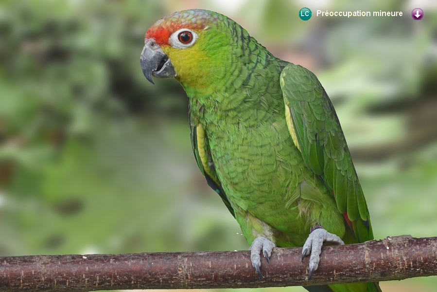 Amazona autumnalis lilacina