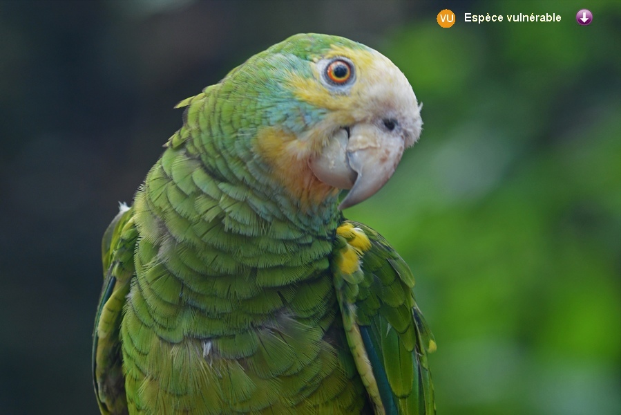 Amazona barbadensis