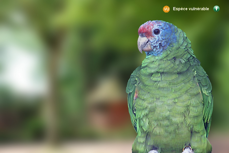 Amazona brasiliensis