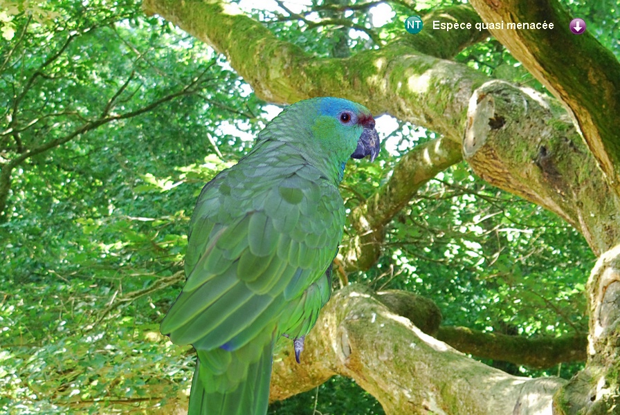 Amazona festiva festiva