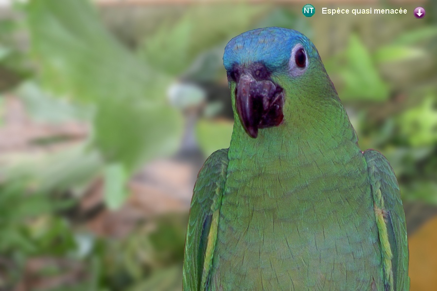 Amazona guatemalae guatemalae