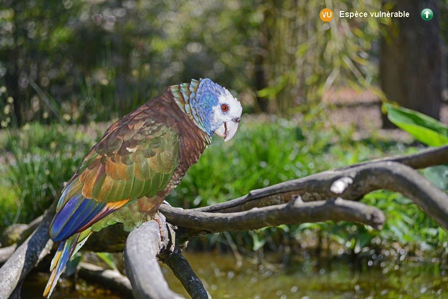 Amazona guildingii