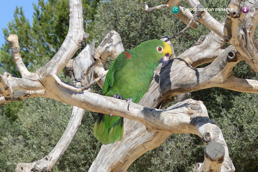 Amazona ochrocephala nattereri