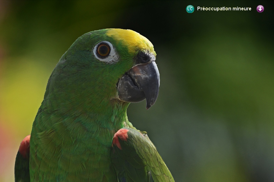 Amazona ochrocephala ochrocephala