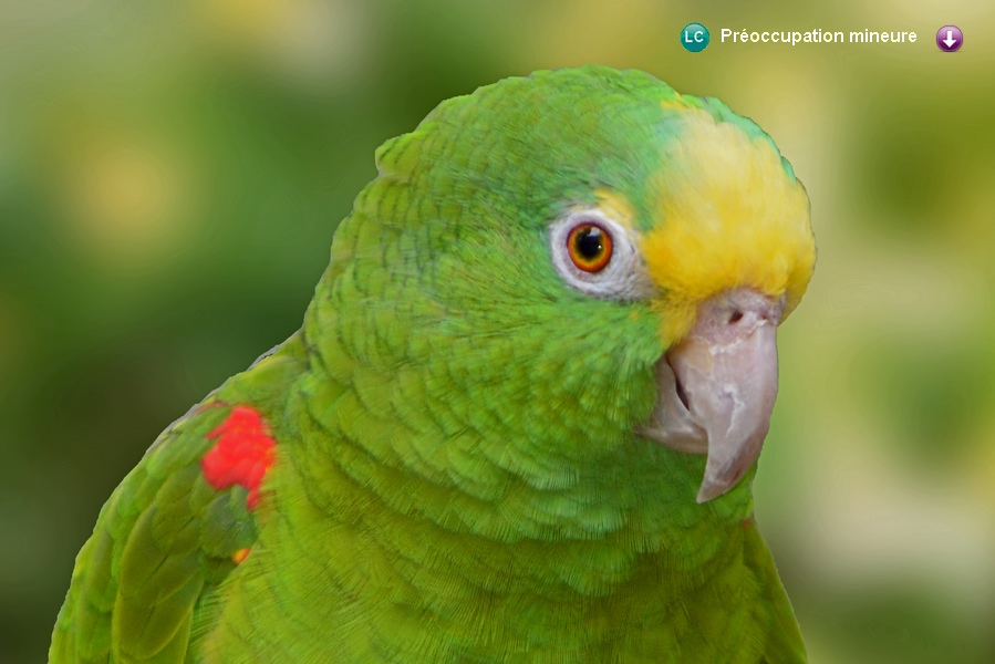 Amazona ochrocephala panamensis