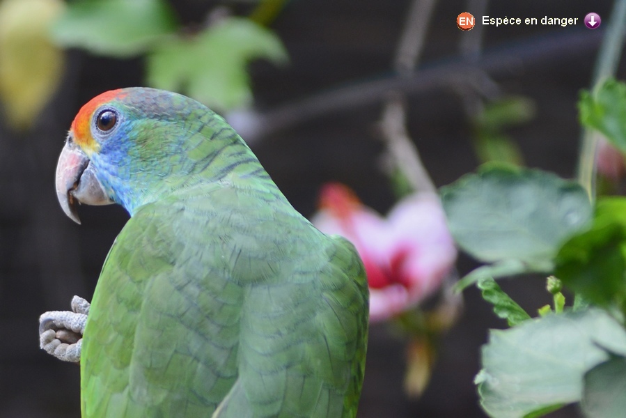 Amazona rhodocorytha