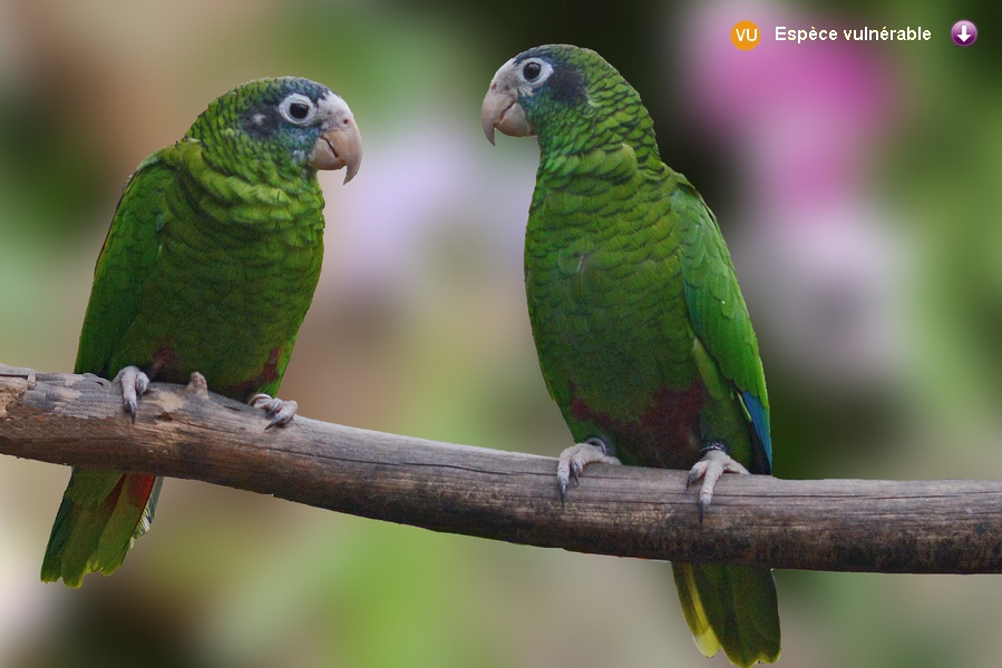 Amazona ventralis