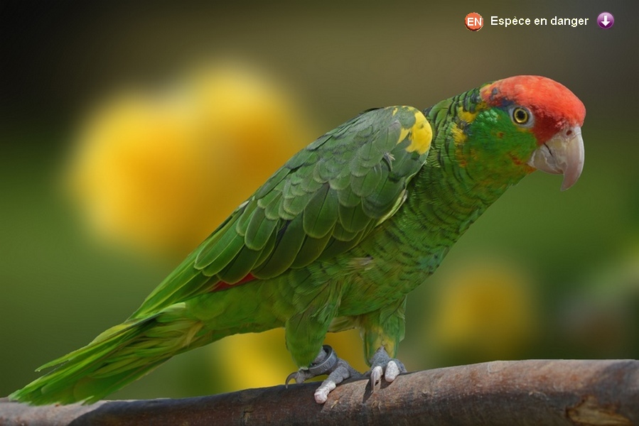 Amazona viridigenalis