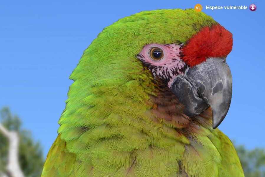 Ara militaris boliviana