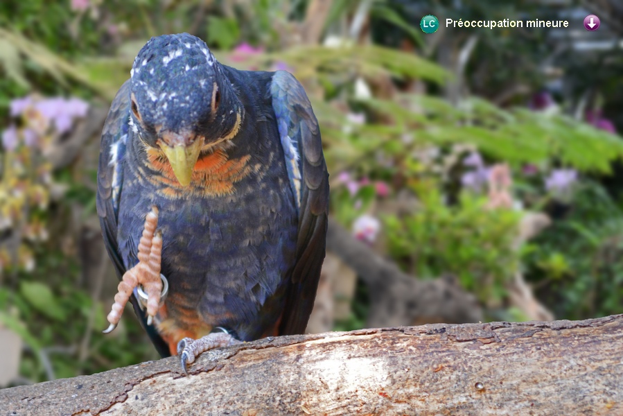 Pionus chacolpterus