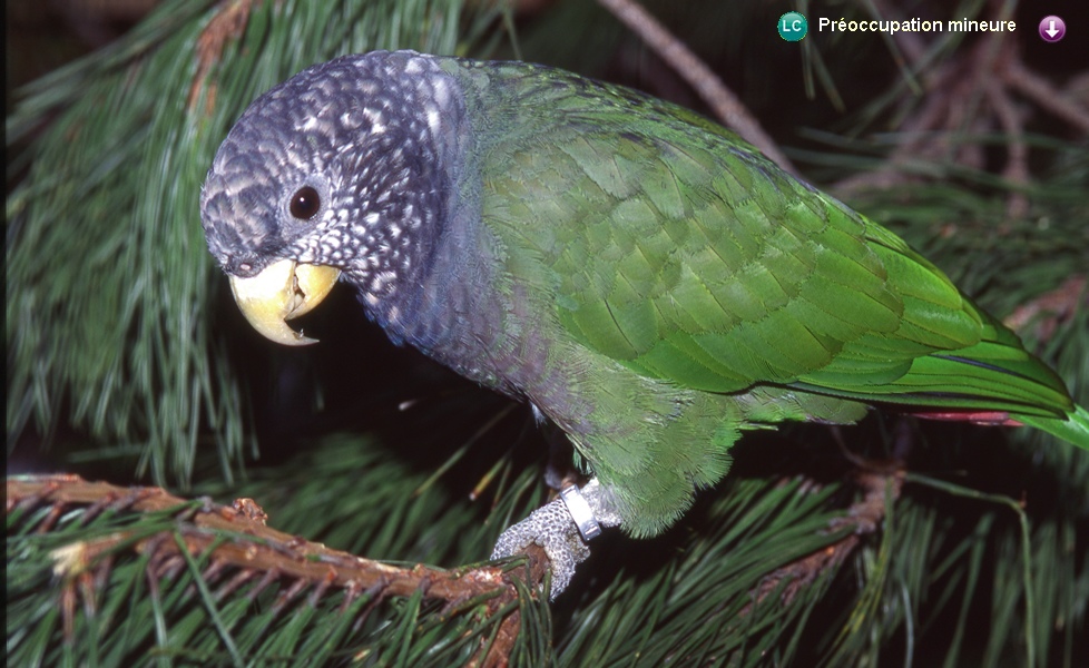 Pionus seniloides