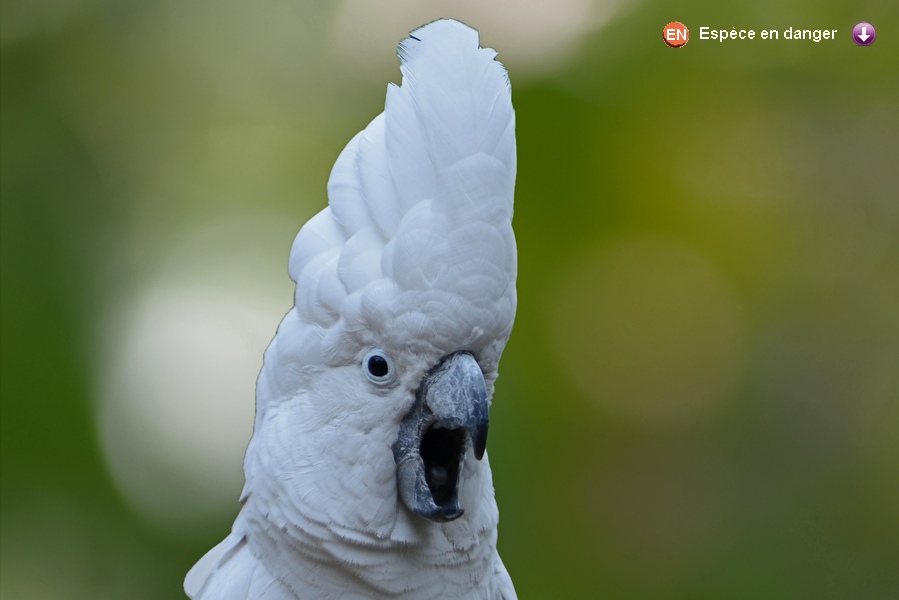 Cacatua alba