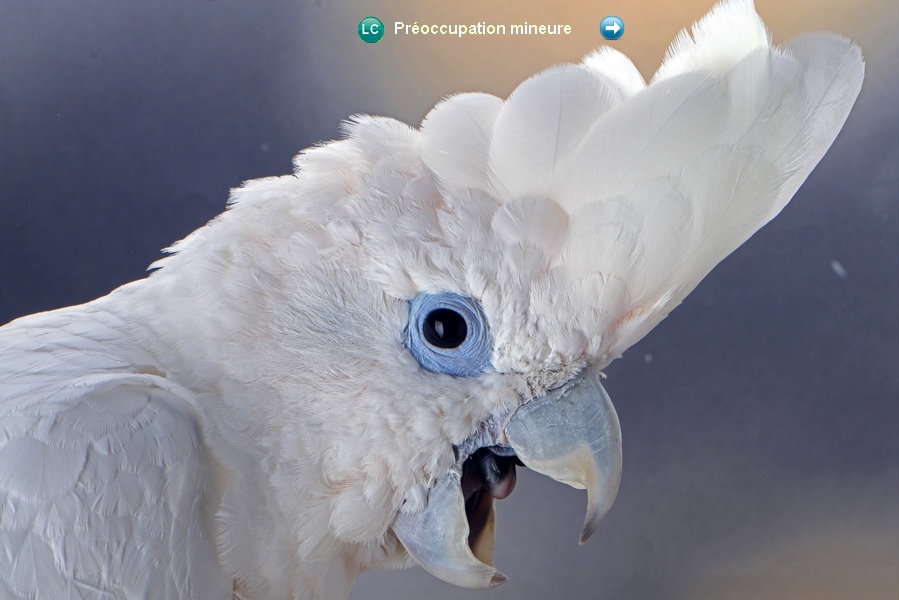 Cacatua ducorpsii