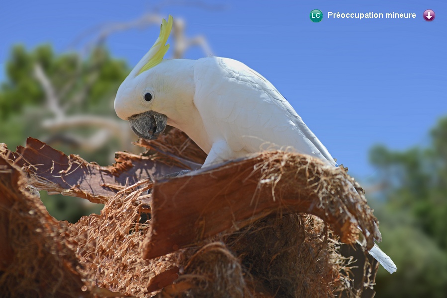 Cacatua galerita galerita