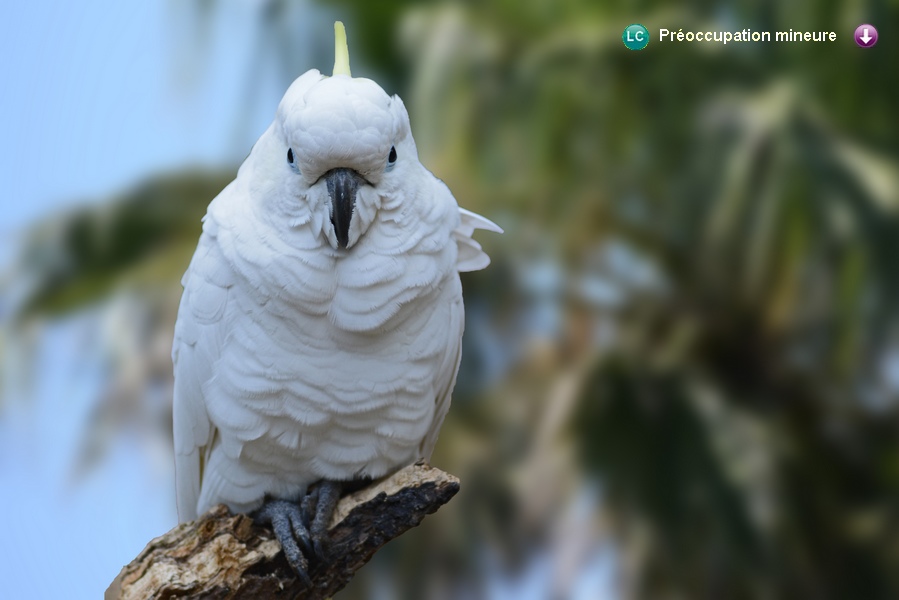 Cacatua galerita triton