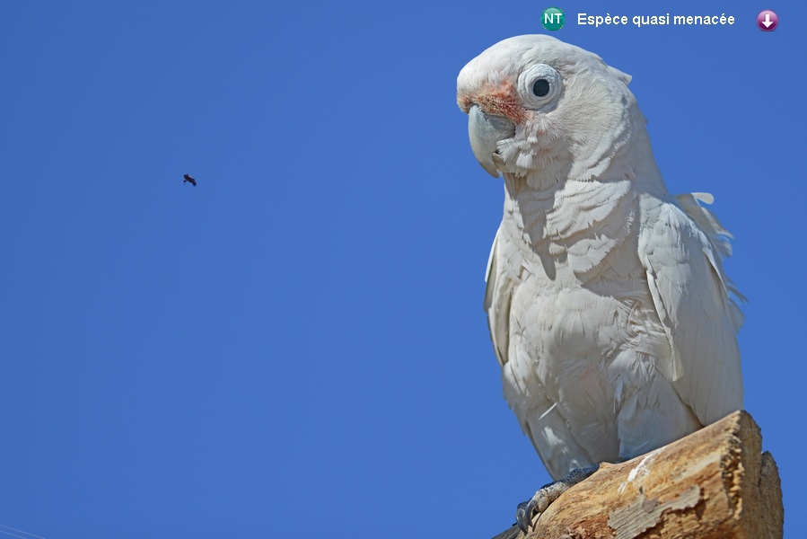 Cacatua goffiniana