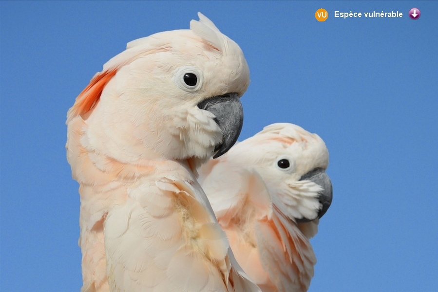 Cacatua mollucensis