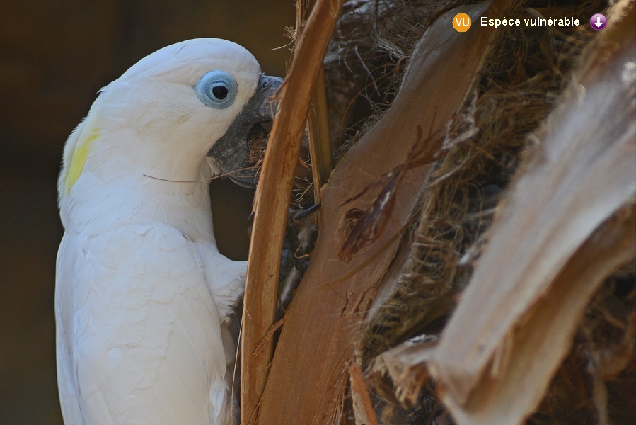 Cacatua opthalmica