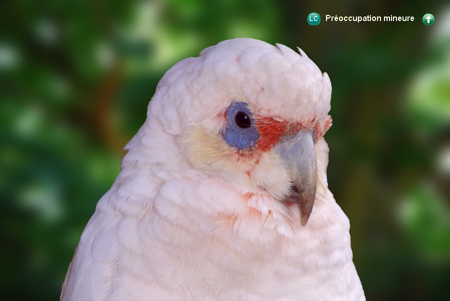 Cacatua pastinator