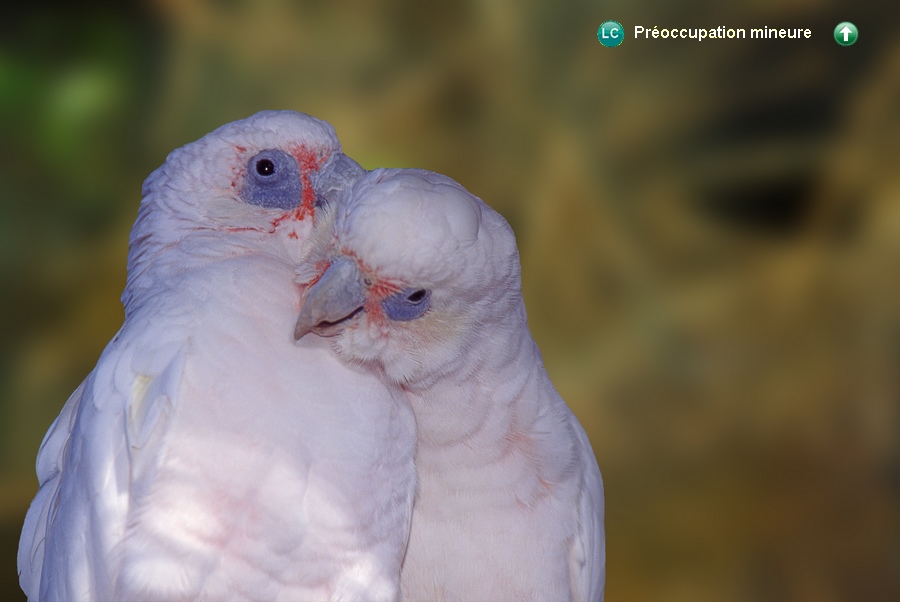 Cacatua sanguinea