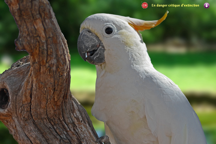 Cacatua sulphrea citrinocristata