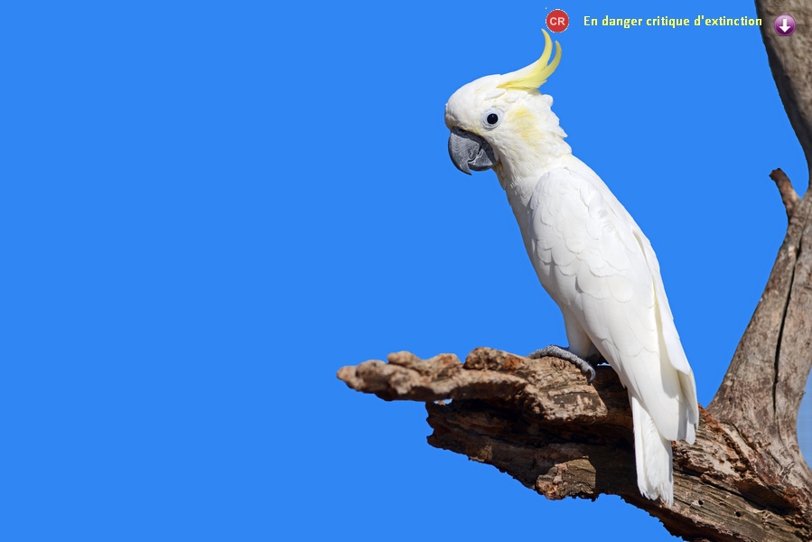 Cacatua sulphurea abbotti