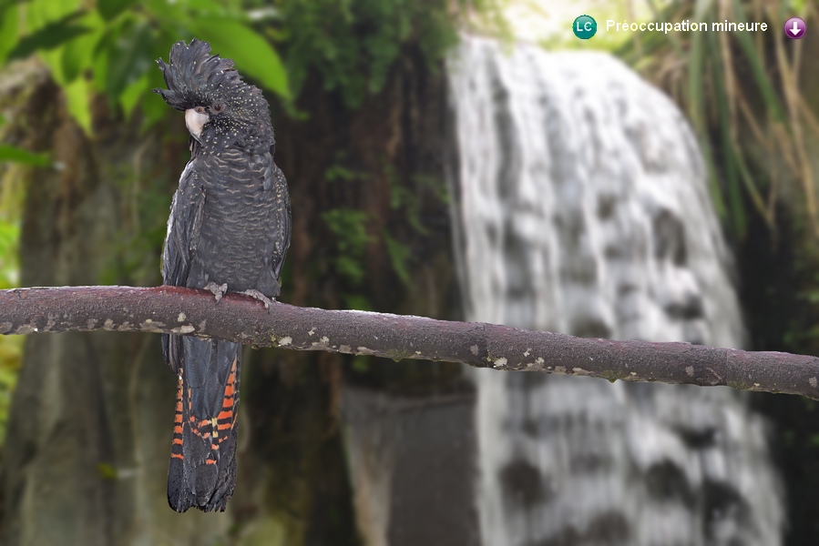 Calyptorhynchus banksii ♀