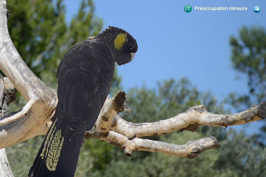 Calyptorhynchus funereus funereus ♀