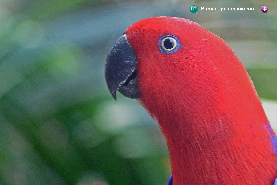 Eclectus roratus polychloros ♀