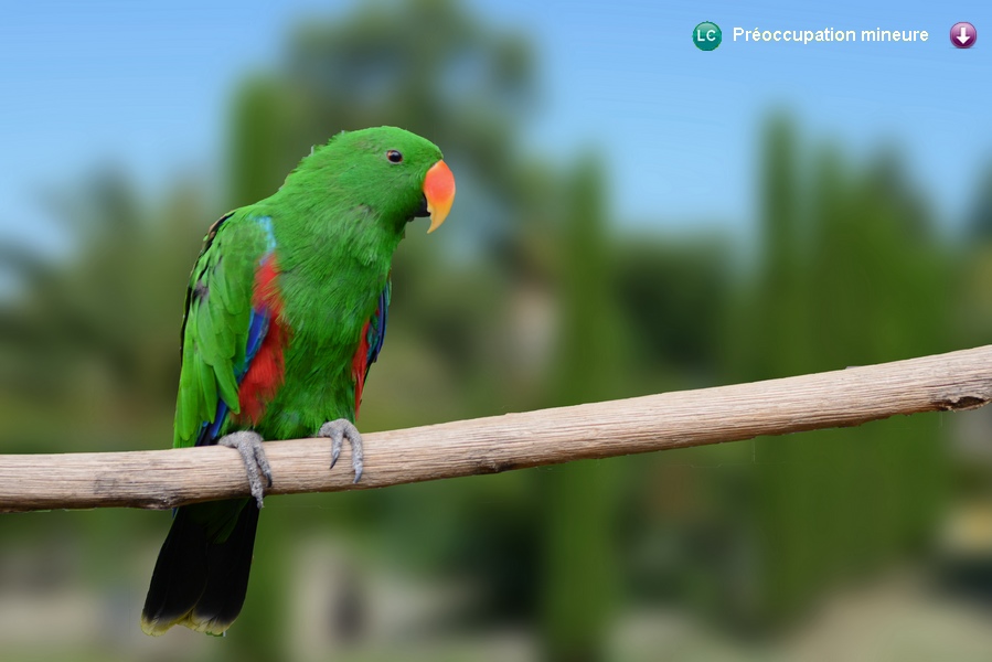 Eclectus roratus polychloros ♂