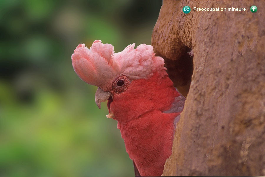  Eolophus roseicapilla albiceps