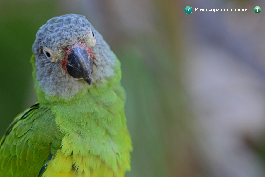 Aratinga weddellii