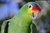 Amazona autumnalis autumnalis