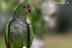 Amazona vinacea