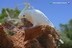 Cacatua galerita galerita