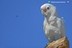 Cacatua goffiniana