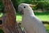 Cacatua sulphrea citrinocristata