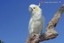 Cacatua sulphurea sulphurea