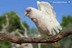 Cacatua tenuisrostris