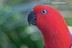 Eclectus roratus polychloros(Femelle)