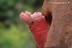 Eolophus roseicapilla albiceps